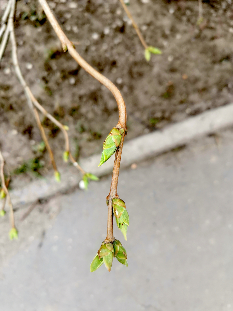 Почки сирени. 