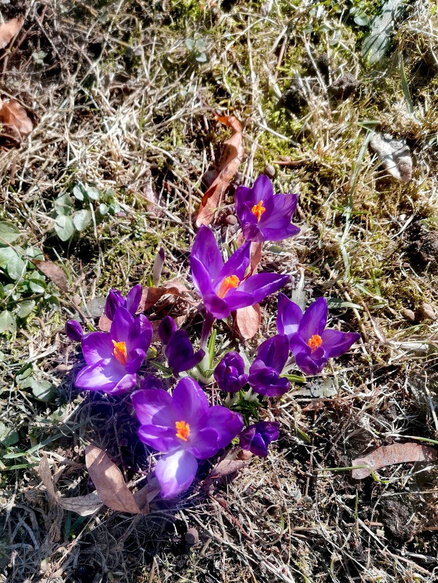 Крокусы зацвели. 
