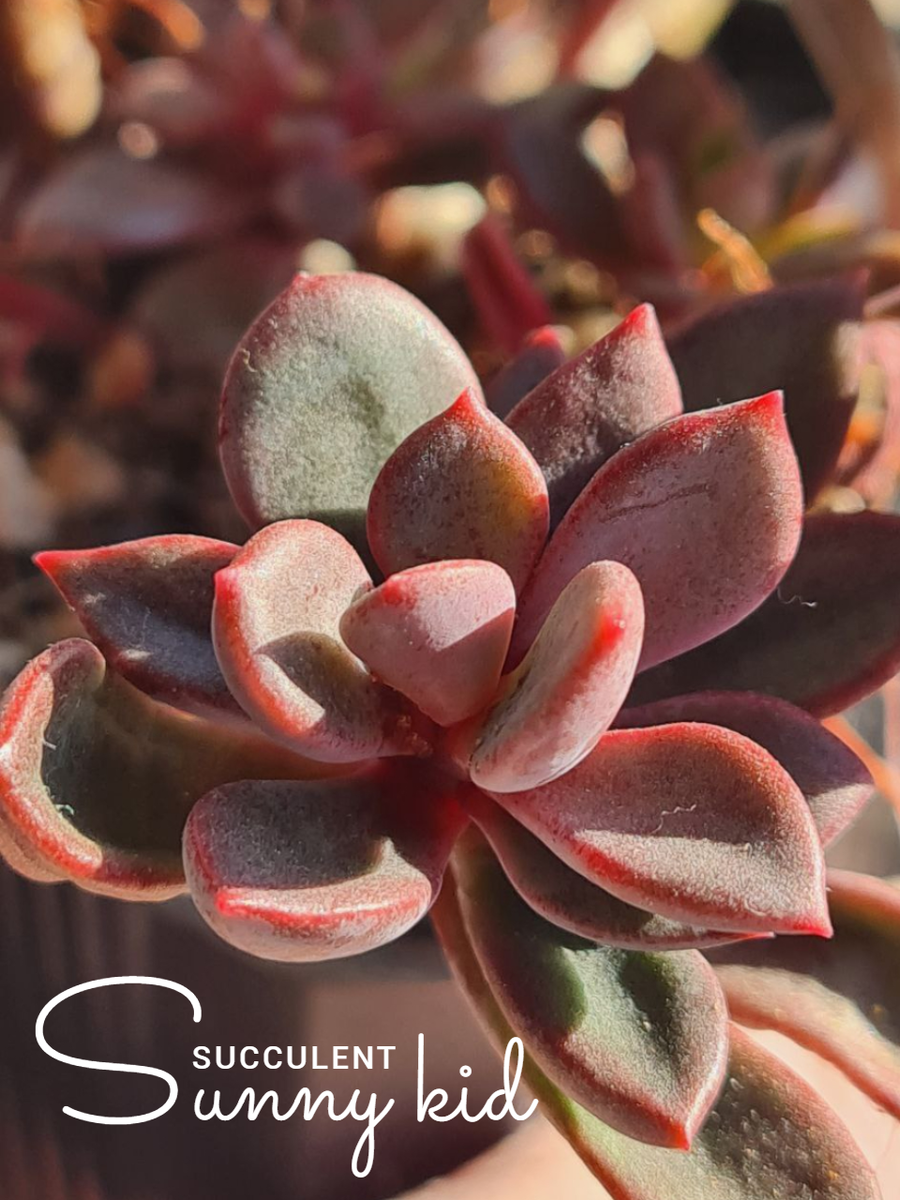 Echeveria ‘Rezry’