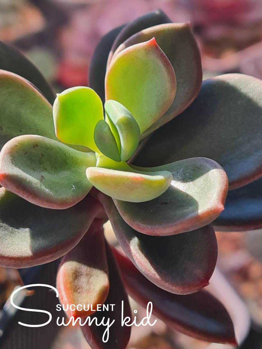 Echeveria ‘Rezry’