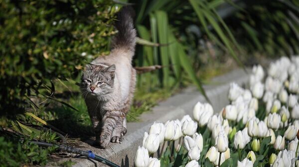    © Sputnik / Константин Михальчевский