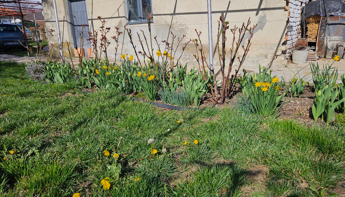 От тепла все зацвело