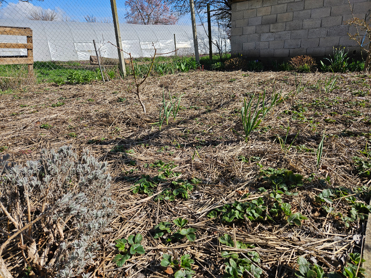 Ягодник после обработки