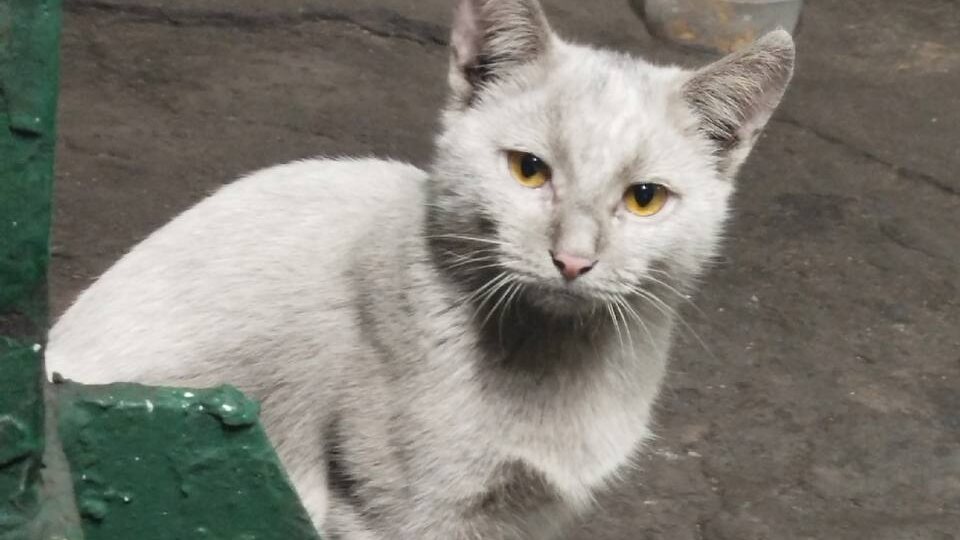 Не теряем надежду найти нашим хвостикам дом! Котята добросовестные работники одного из предприятий нашего города, поэтому они немного