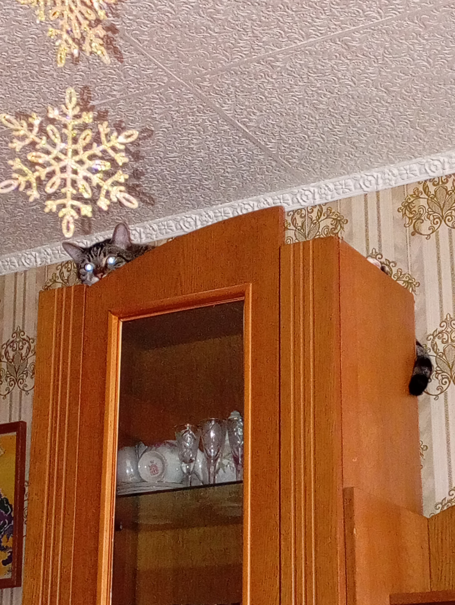 Любитель наблюдать за всеми сверху