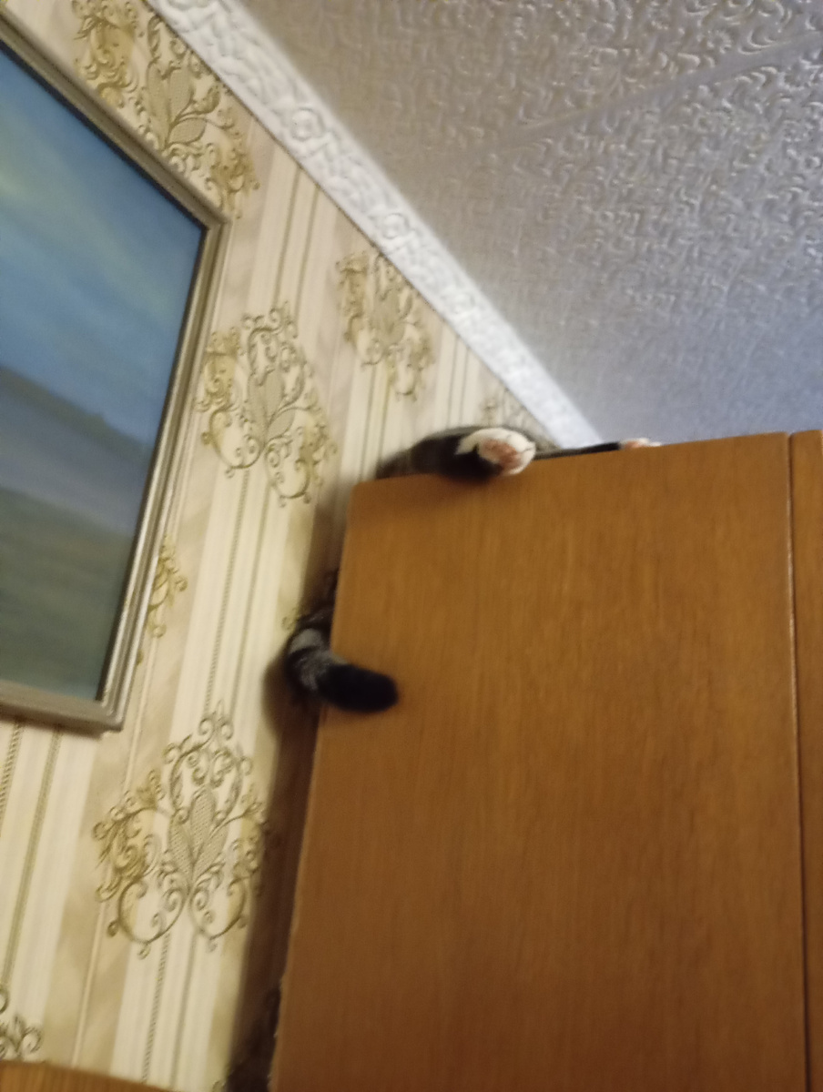 Котиковые кусочки Юлика