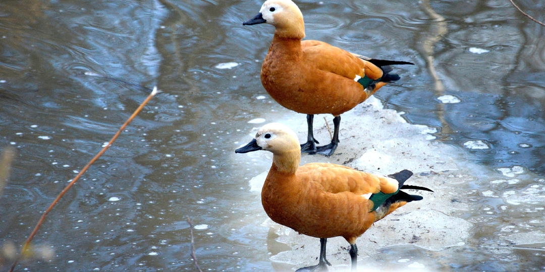 День прогулок по парку