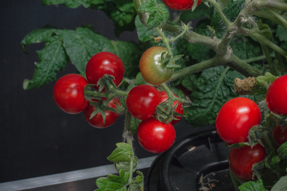 Томаты черри гидропоника