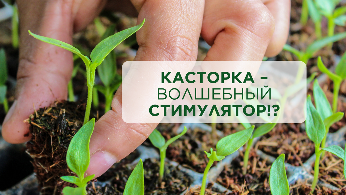 ПОЧЕМУ КАСТОРОВОЕ МАСЛО В САДУ И НА РАССАДЕ ОПАСНО?
