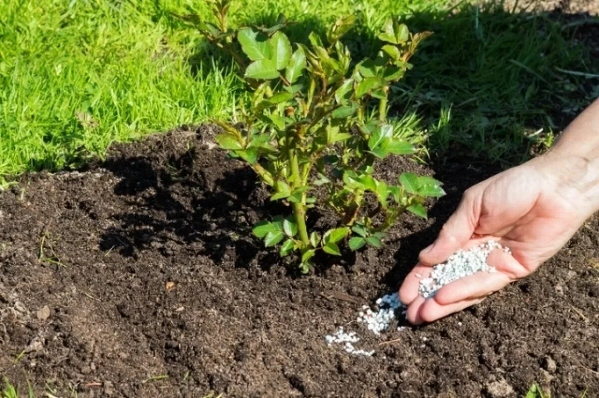    Telegraph: конфликт в Иране приведет к кризису на рынке удобрений