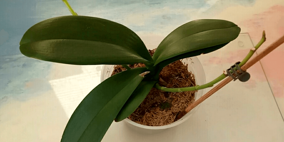 ОШИБКА 90% владельцев орхидеи:Вы обрезаете цветонос и теряете повторное цветение. Что делать на самом деле?