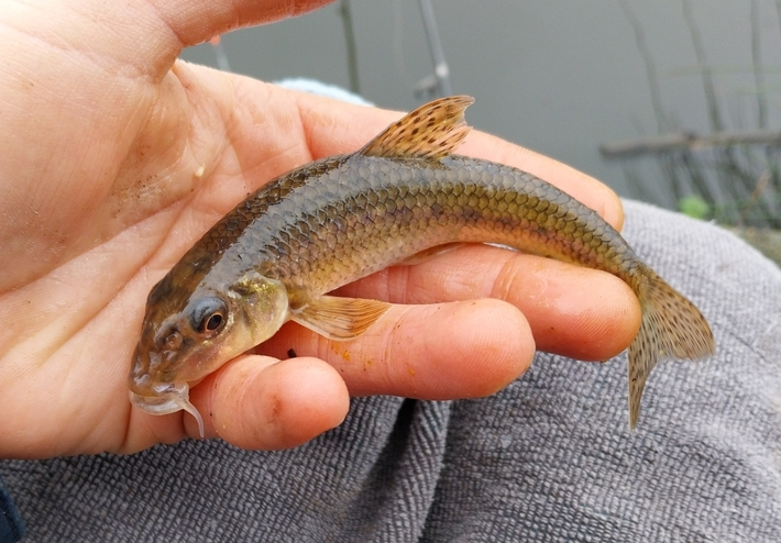 Пескарь обыкновенный (Gobio gobio) или Common gudgeon