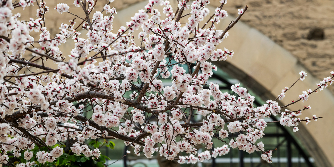 Бело-розовые дни: весенний Ичеришехер