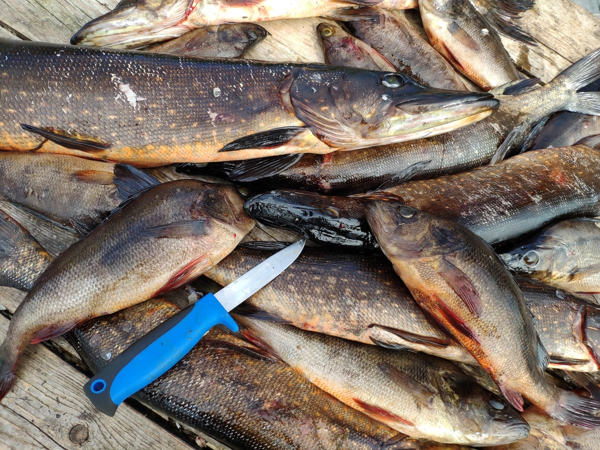    фото: © Столица на Онего