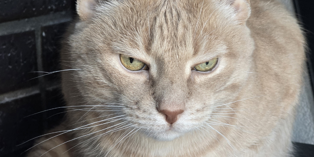 Кот, ну кот, уверяю тебя, люди тоже этого не любят.