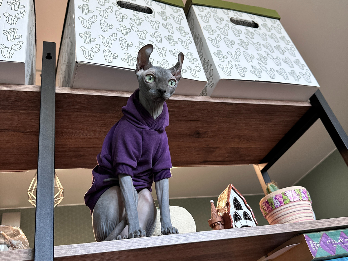 Раньше мы бы именно так и подумали - «Эль просто не любит других кошек». Но все сложнее. Зоопсихология помогает нам понять кошачью логику