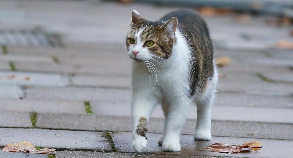    Dinendra Haria/ZUMAPRESS.com / www.globallookpress.com