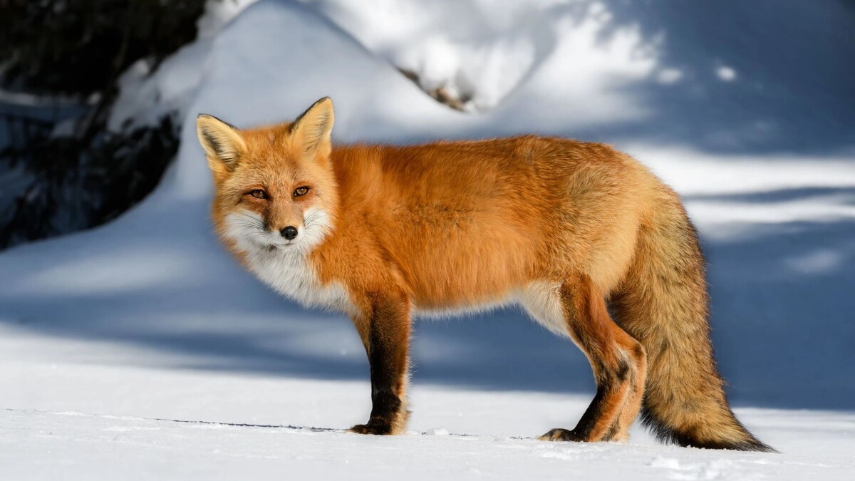    Фото: FotoRequest/Shutterstock/Fotodom