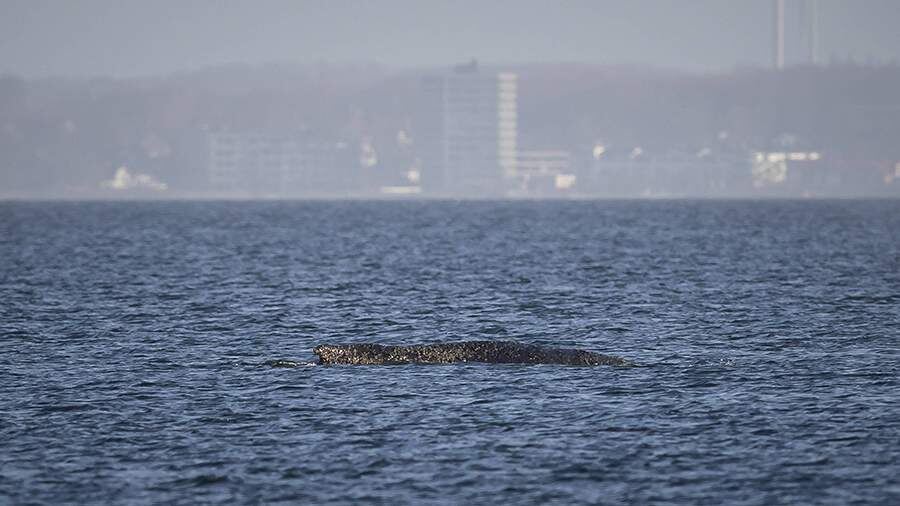    Фото: Global Look Press/IMAGO/54Ã‚Â°/Felix Koenig