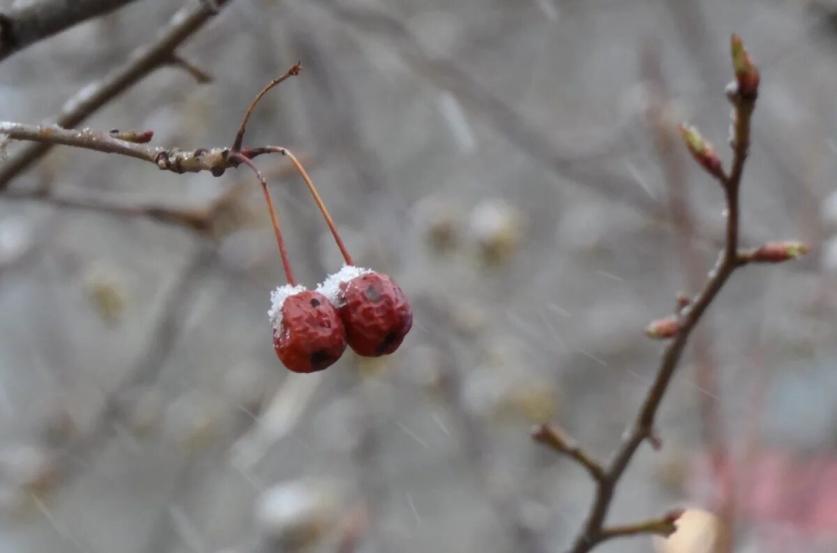    Потепление и снег: какая погода будет в Хабаровском крае 29 марта