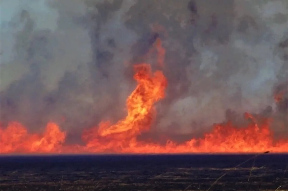    "Штрафы и лишение свободы": что грозит лесным поджигателям
