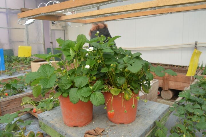    Фото:Светлана Калинина