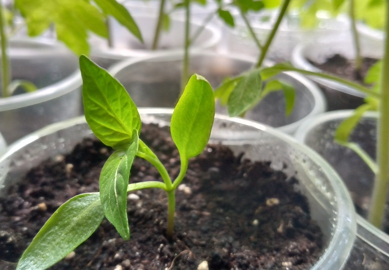 Вот почему рассада не любит опрыскивания водой - агрономы советуют. И 3 причины не увлажнять листья: лист должен быть сухим - и точка