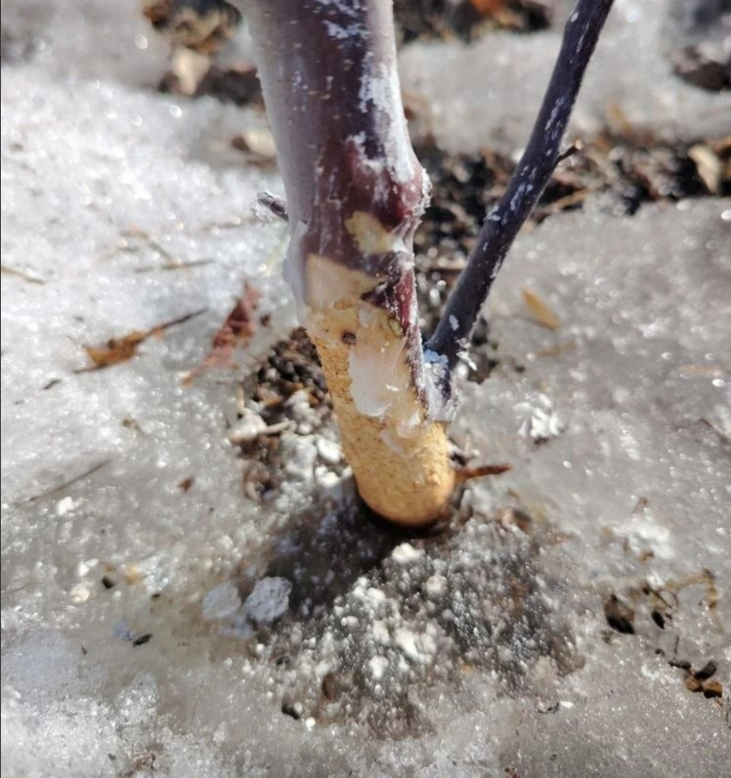 Очень жалко дерево!