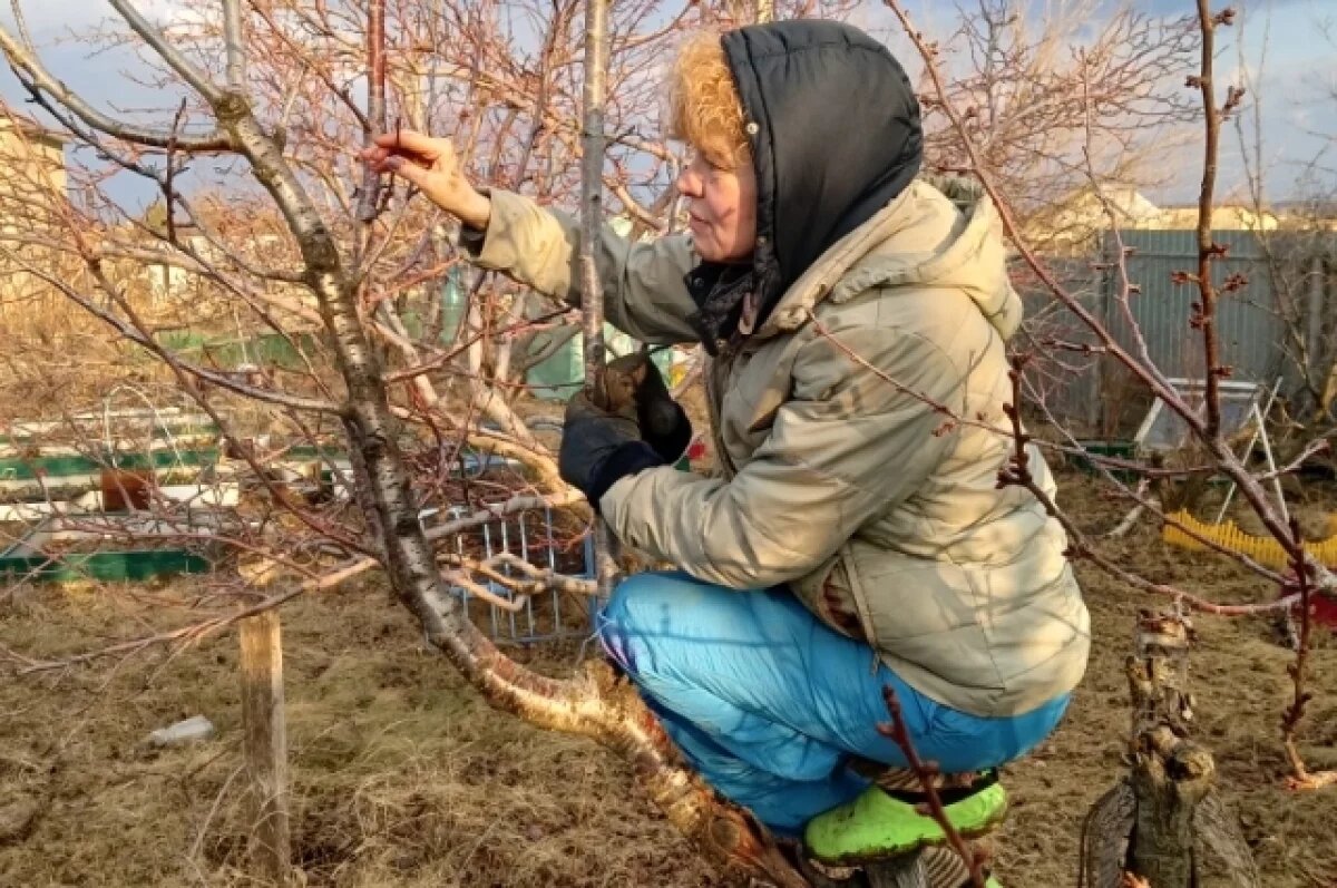    Садовод объяснила, как уберечь деревья от гибели после резкого потепления