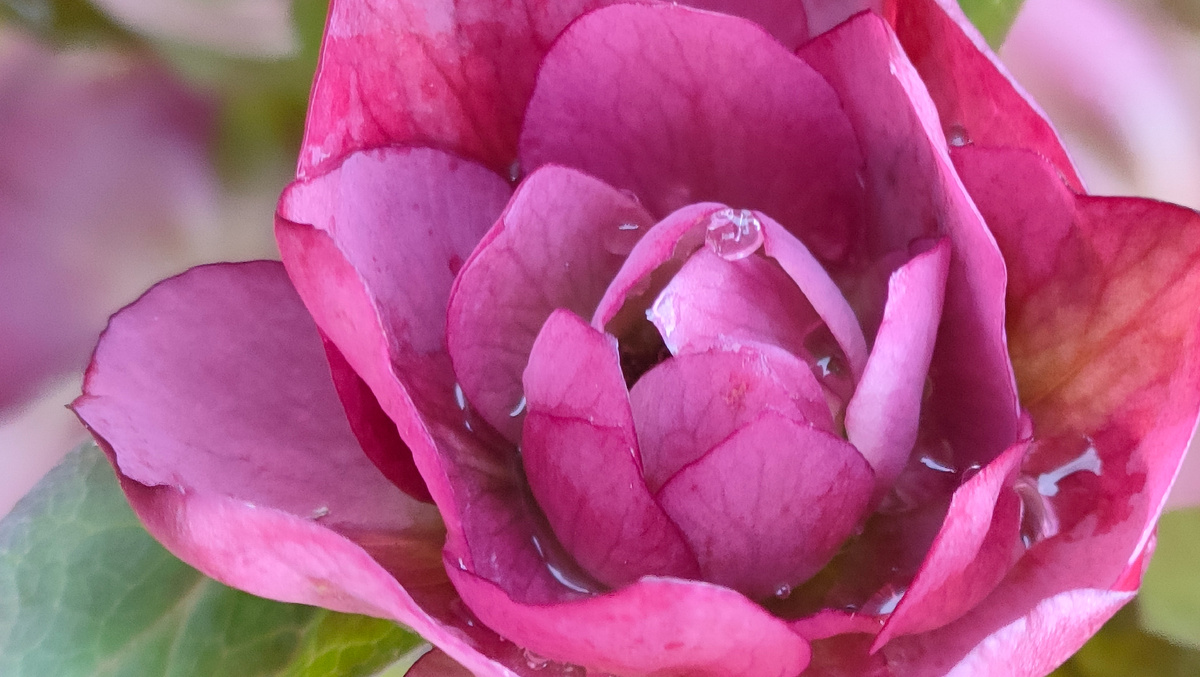 12.04.26 Морозник восточный Дабл Эллен Пинк