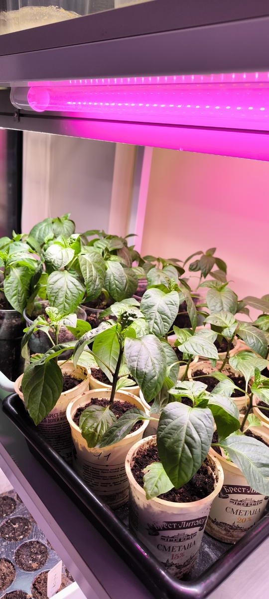 Вырастить отличную рассаду не так и сложно. Просто важно знать некоторые нюансы и секреты профессионалов.  Мо рассада перцев просто пышит силой и здоровьем.