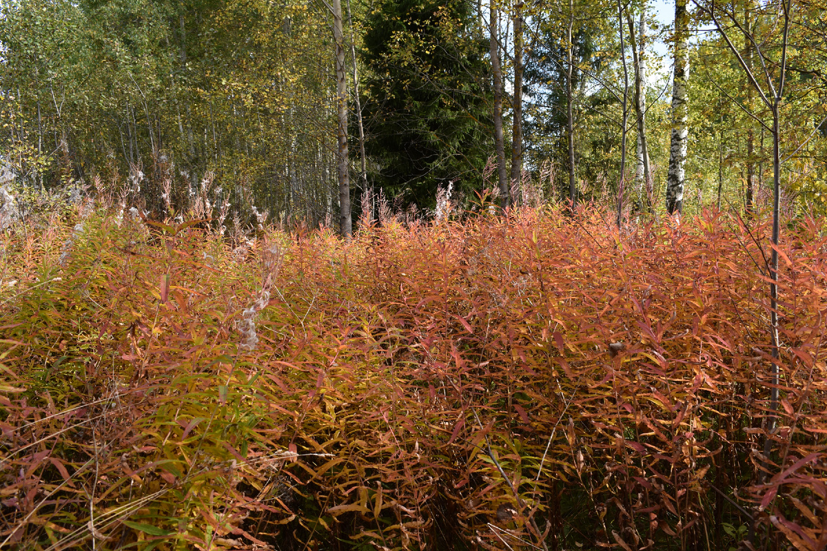 Осень приходит. Кипрей.