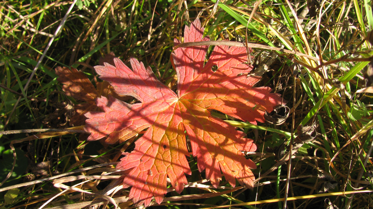 Герань - последний парад