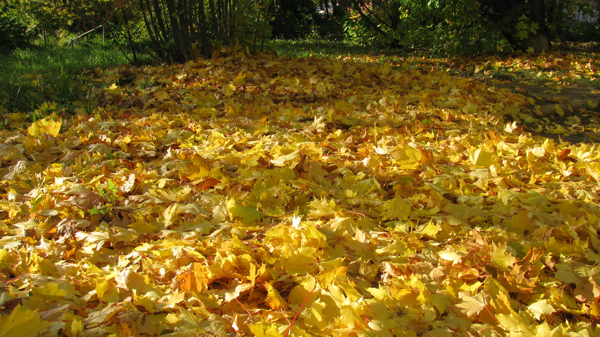 Шитый золотом ковер