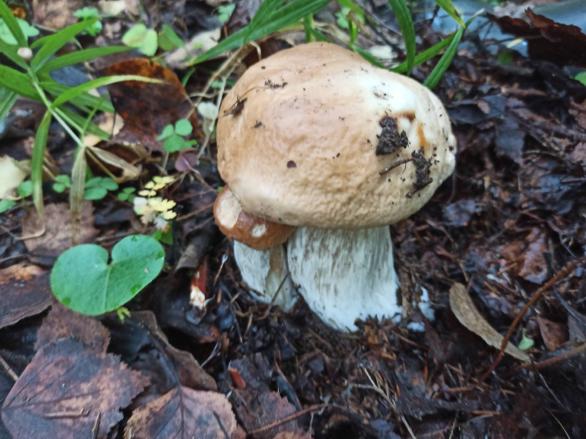 Белые грибы