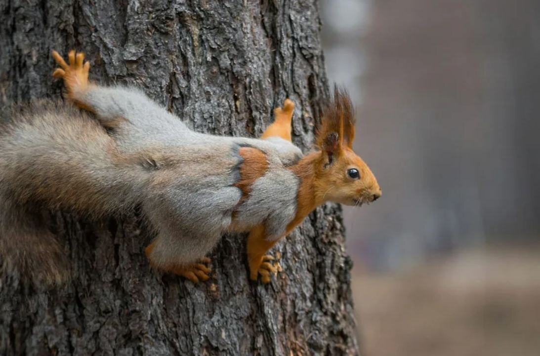Весенняя линька у белки: зверек меняет серую зимнюю шубку на рыжую