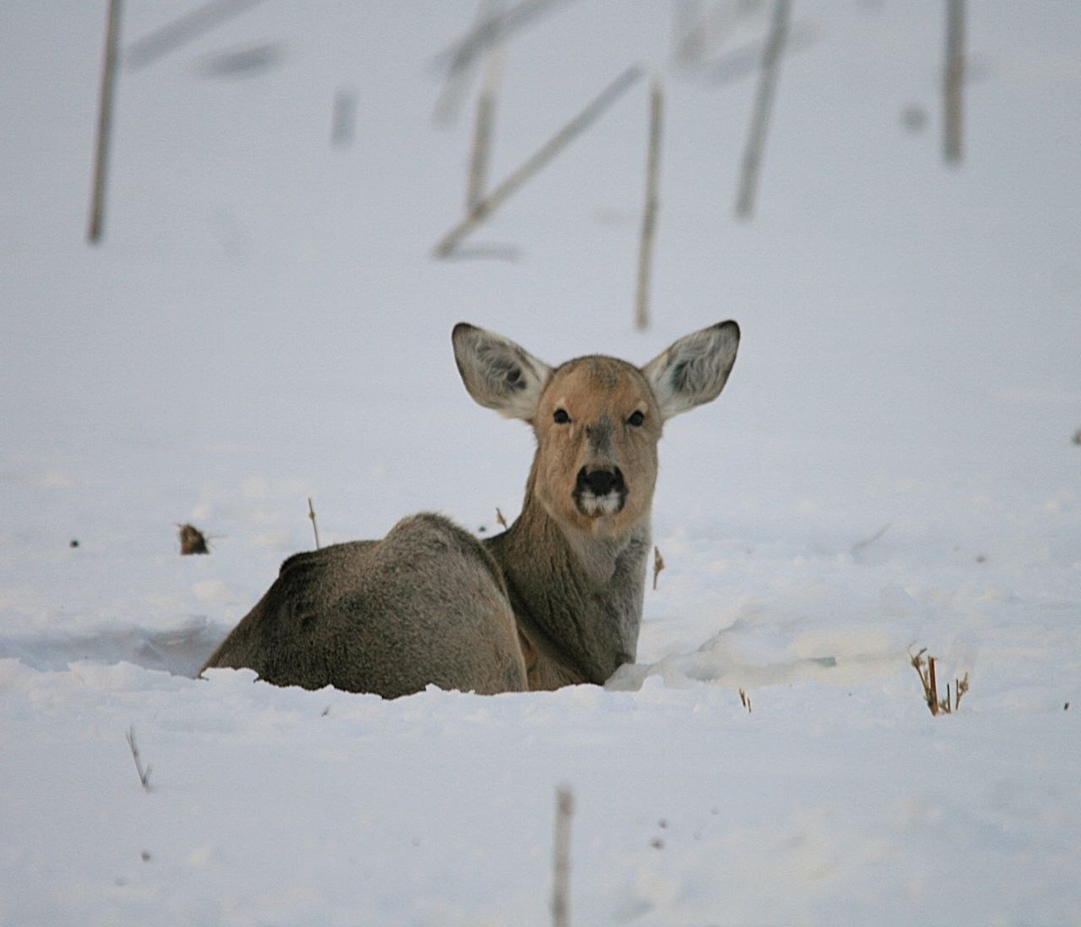    Фото Национального парка "Самарская Лука"