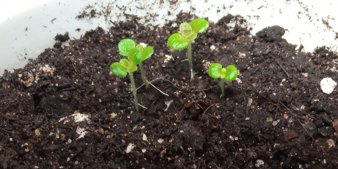 Велюровая семейка.