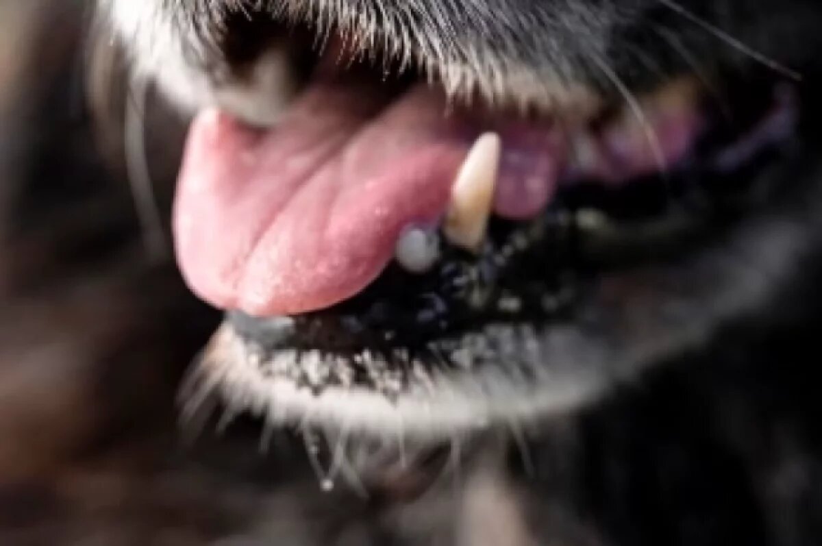    В Академгородке готовят коллективное заявление в СК из-за нападений собаки