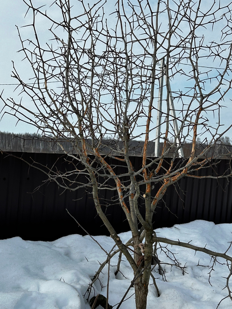 Обглоданная кора на брярышнике. Фото Мой второй сад. 