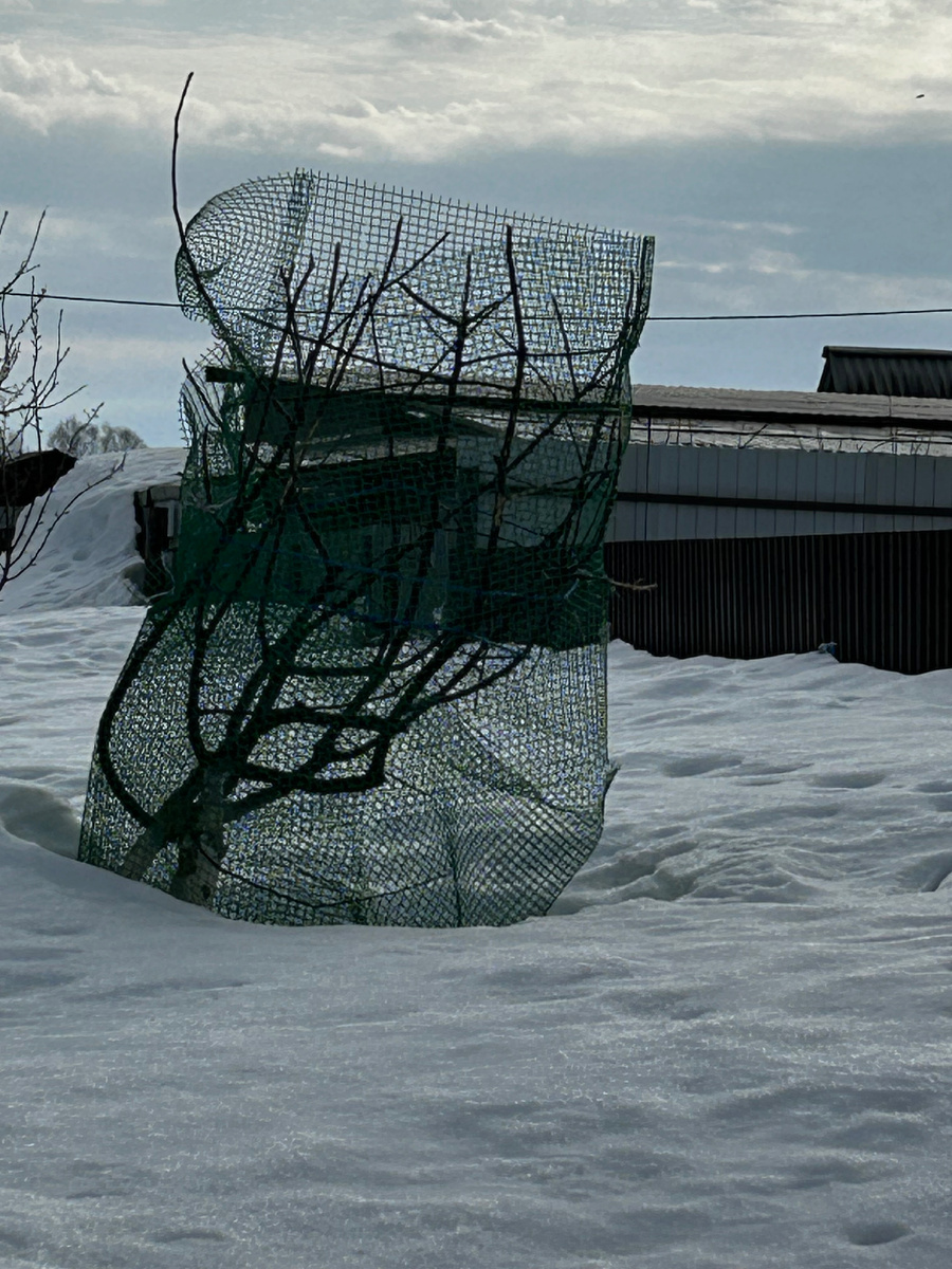 Пытались защитить яблоню от зайцев. 