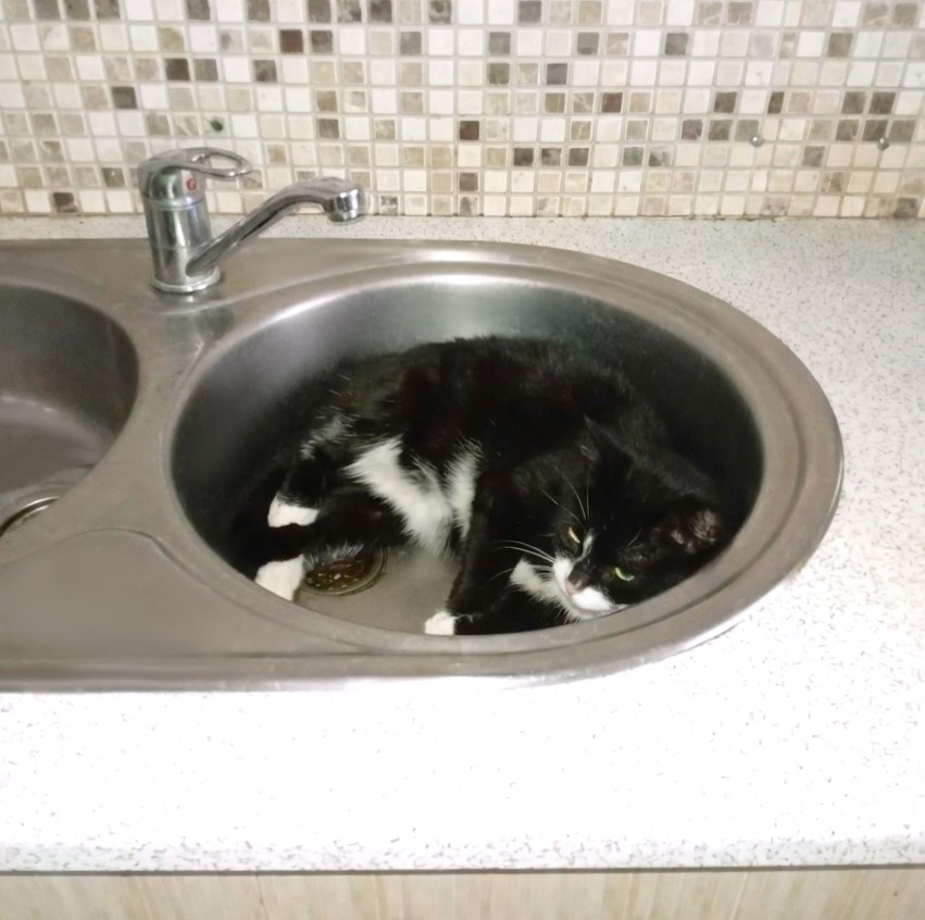     Пожарные из поселка Первоманск показали своего пушистого сотрудника