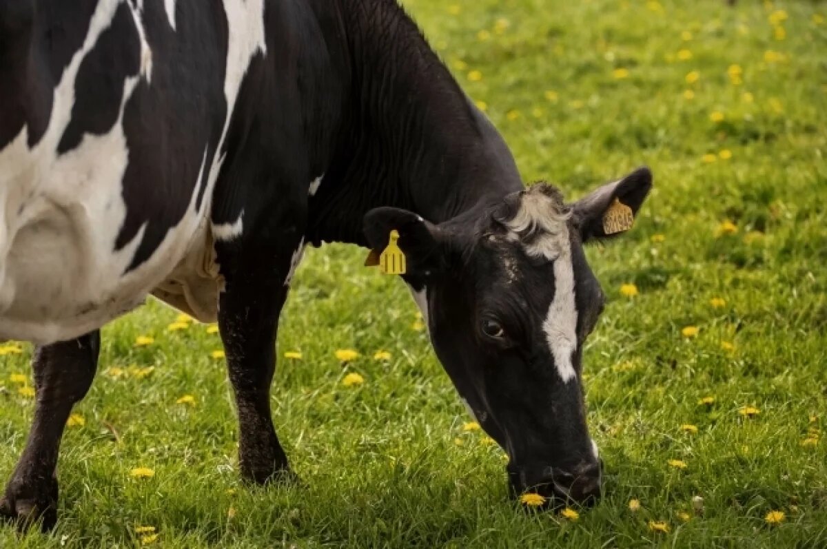    Забайкальцы пытались незаконно перевезти 32 головы скота