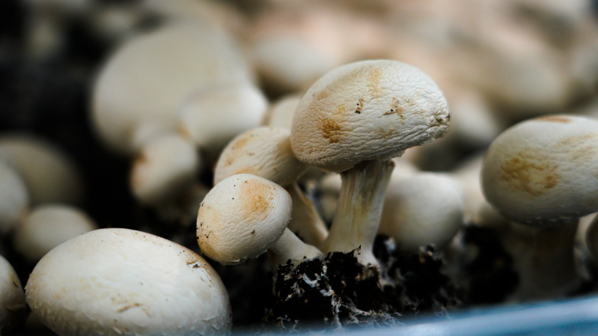    Фото: ИЗВЕСТИЯ/Кристина Кормилицына