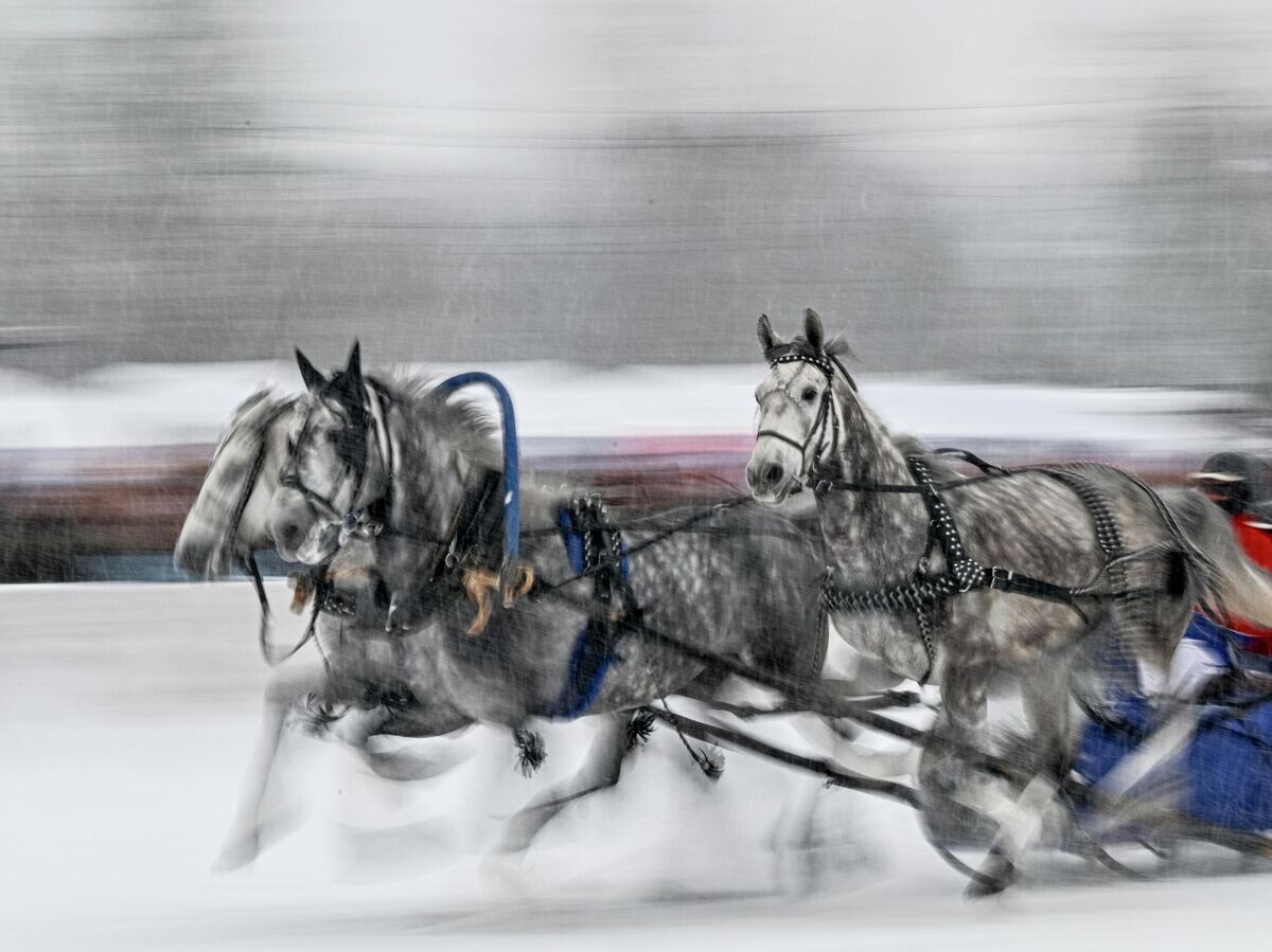 | © РИА Новости / Алексей Даничев📷Орловские рысаки на фестивале русской тройки "Тройка Фест" в деревне Энколово Всеволожского района Ленинградской области