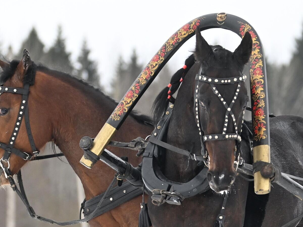 | © РИА Новости / Кристина Кормилицына📷Лошади команды конного завода на этапе Чемпионата России по русским тройкам