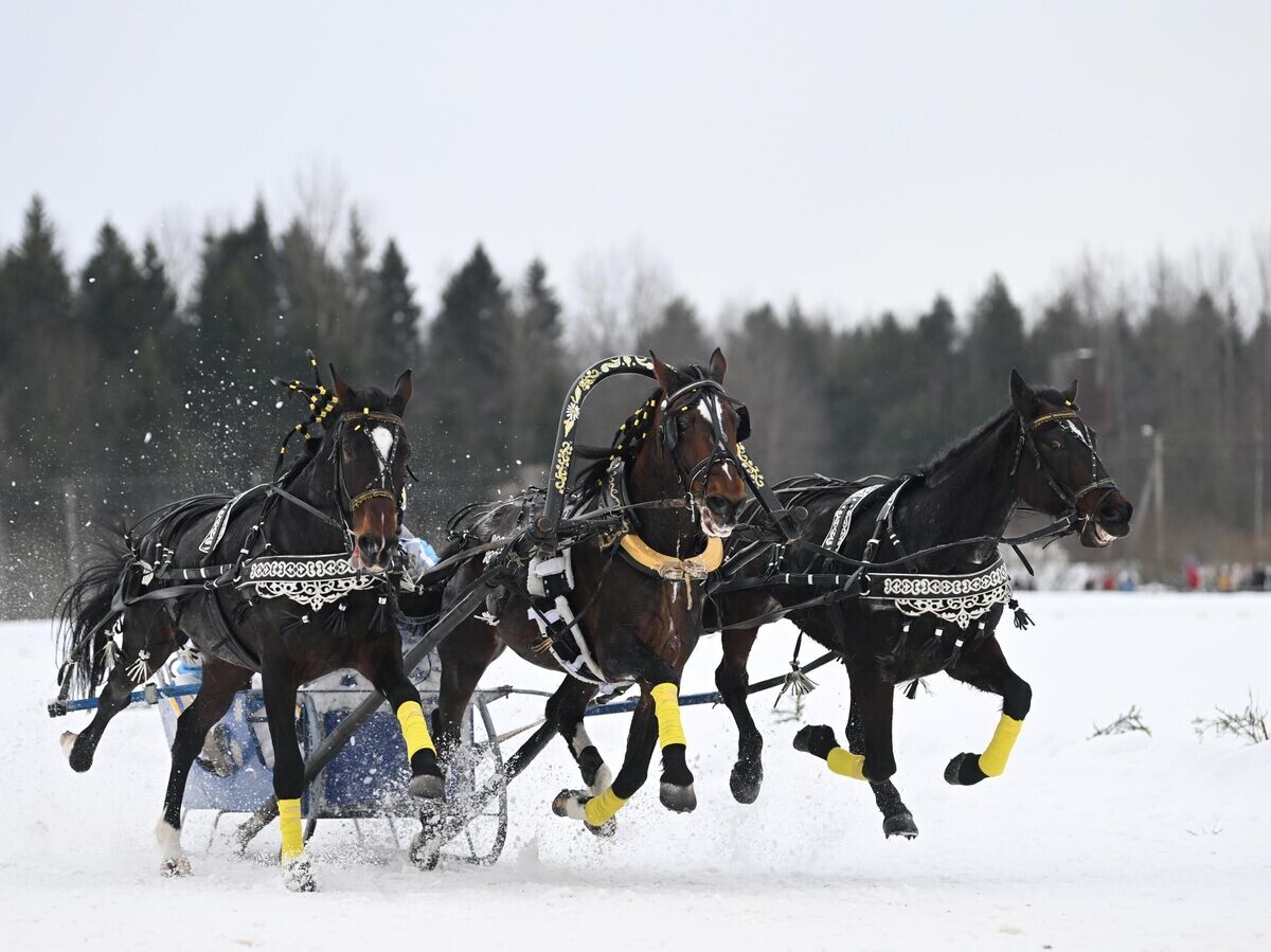 | © РИА Новости / Кристина Кормилицына📷Экипаж команды Костромского конного завода на этапе Чемпионата России по русским тройкам