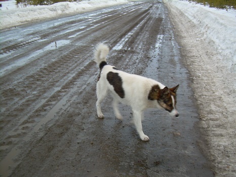 Фотографии Татьяны Немшановой разных лет. Весна на Крайнем Сеаере Западной Сибири ХМАО Югра, Зауралье, Приполярный Урал, Таёжное село Саранпауль.
