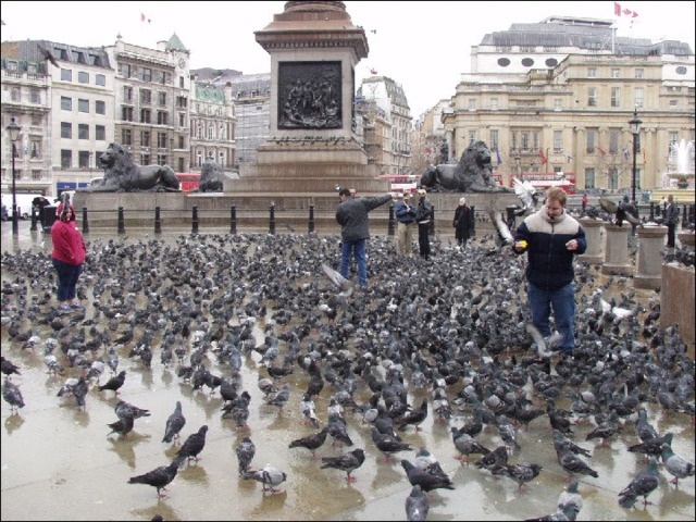 Яндекс картинки. Скопление голубей
