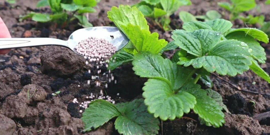 Главные ошибки в уходе весной за клубникой которые повторяются даже у опытных.